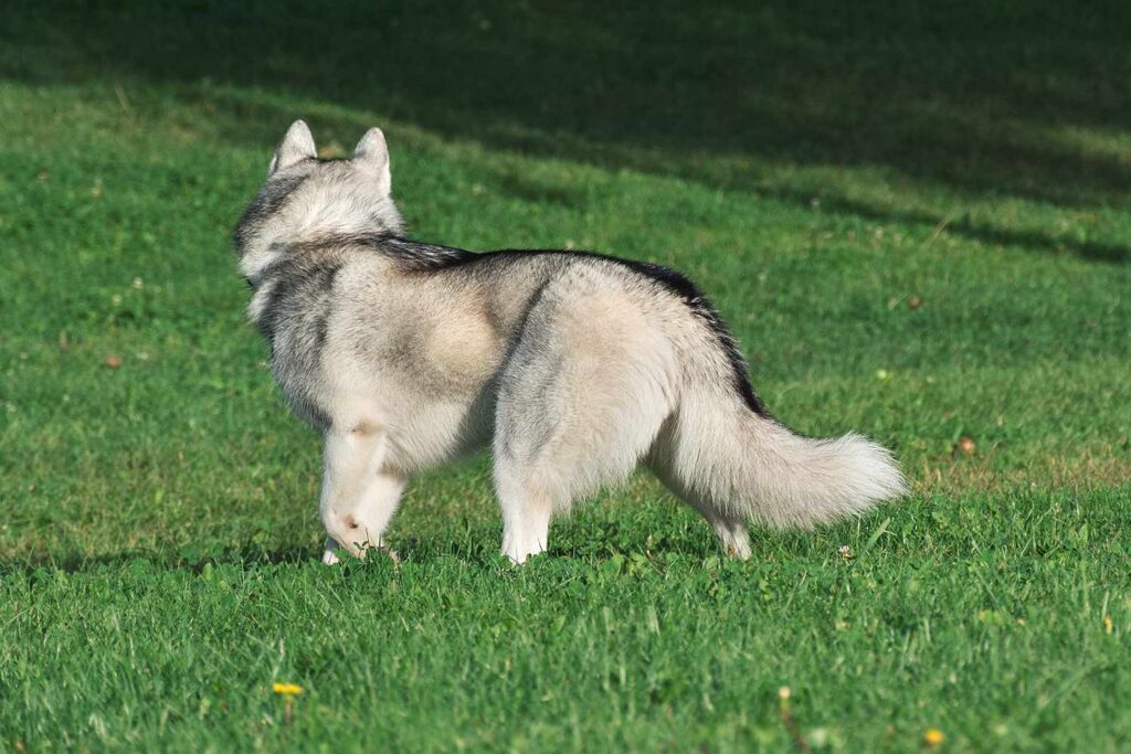 Officer Shoots, Kills Husky Puppy After Mistaking Him for a Coyote