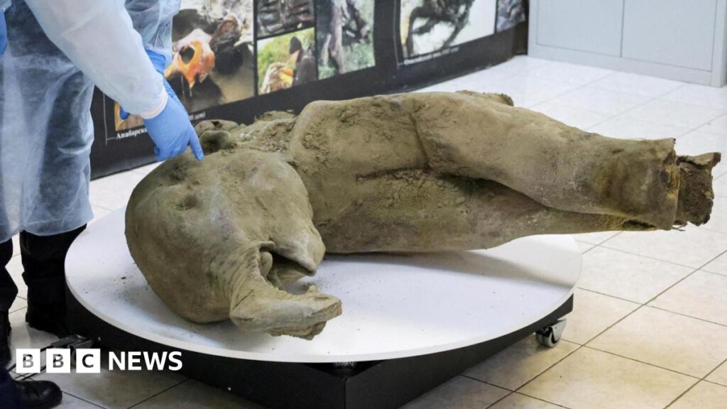 Scientists unveil 50,000-year-old baby mammoth carcass