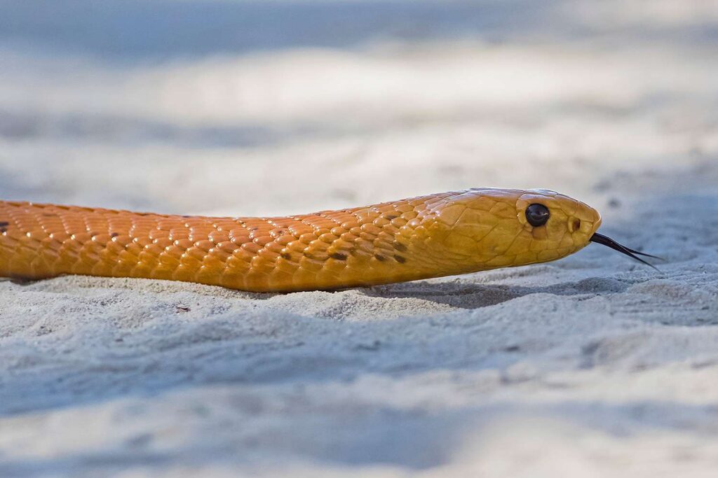 One of the World’s Most Dangerous Snakes Is Found Under a Bedroom Pillow