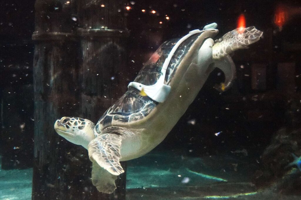 Sea Turtle with ‘Bubble Butt Syndrome’ Given Harness to Help with Swimming