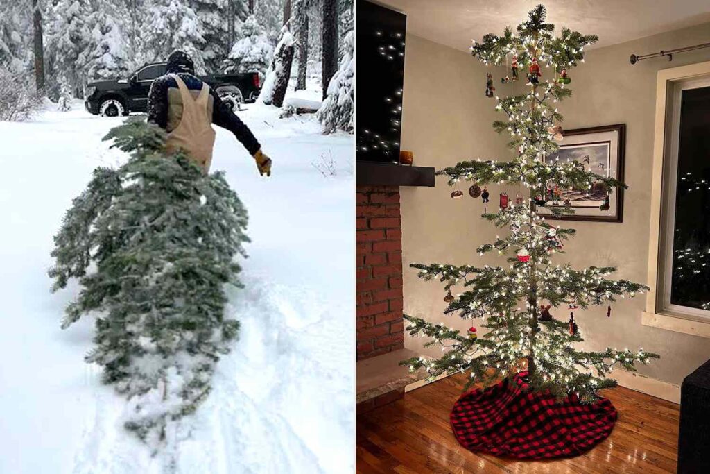 Couple’s Christmas Tree Not What They Expected (Exclusive)