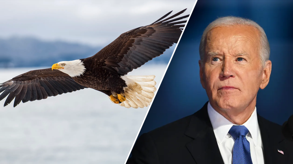 Biden signs bill designating bald eagle as national bird