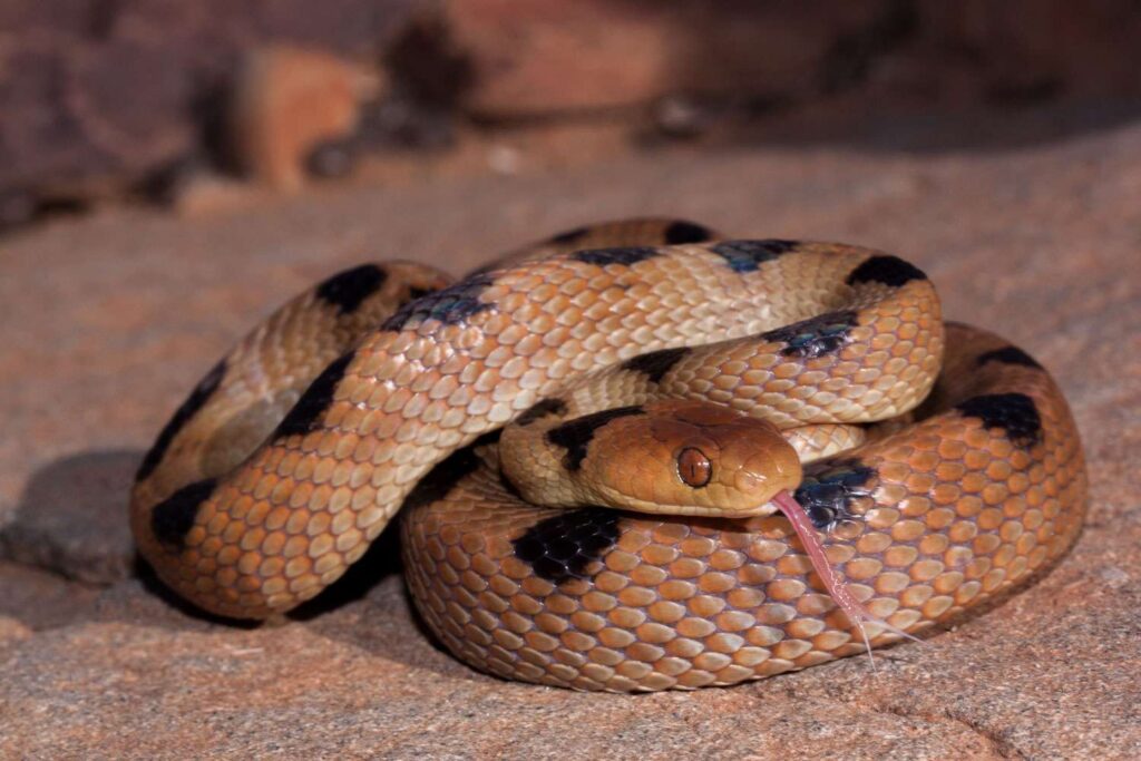 Family Discovers Dangerous Snake Hiding Under Child’s Toy on Christmas