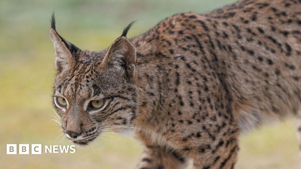 Saving a species: Slow return of the Iberian lynx