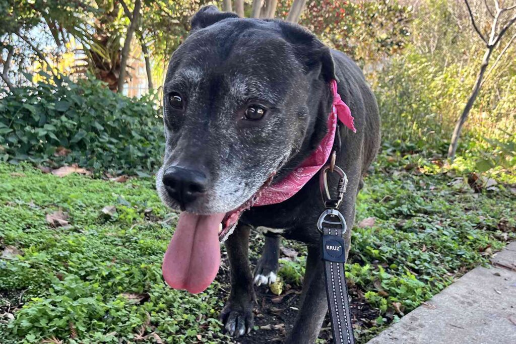 Senior Dog Ends Up Back In Shelter After Owner Dies in Austin