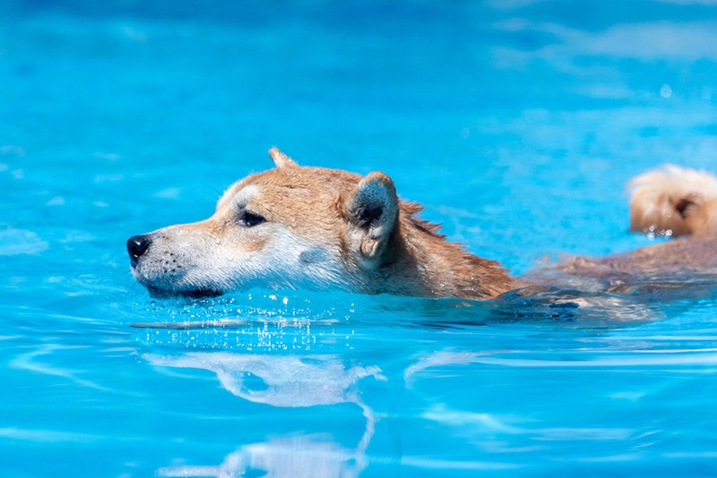 Final Dip? Dogecoin Correction Could Precede A Record Surge—Analyst