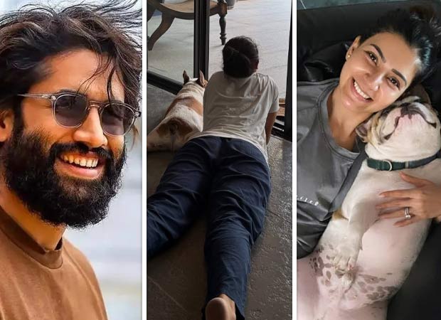 Naga Chaitanya drops ‘lazy Sunday’ post with Sobhita Dhulipala; Pet Hash sparks online reactions as fans miss Samantha Ruth Prabhu : Bollywood News