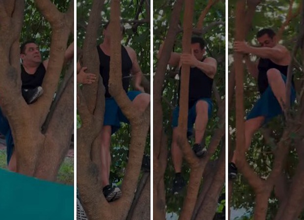 Salman Khan climbs tree like a pro at the age of 59; shares “Berry good” video 59 : Bollywood News
