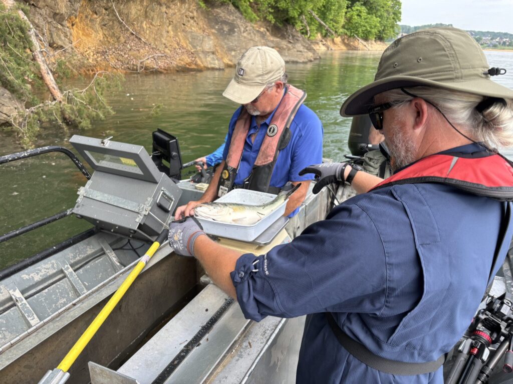 Marine biologists in East Tennessee examine fish counts for the first time since Hurricane Helene