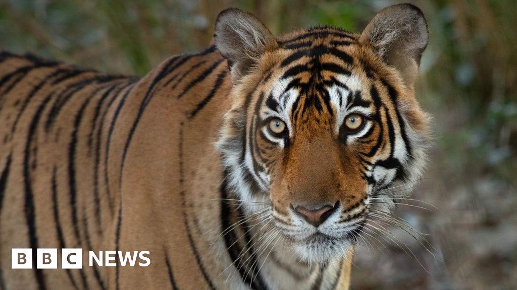 Remembering India’s iconic crocodile-hunting tigress