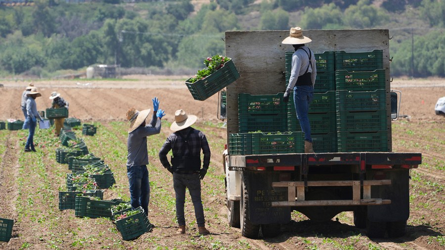 Trump suggests farmers may get to keep undocumented workers after all