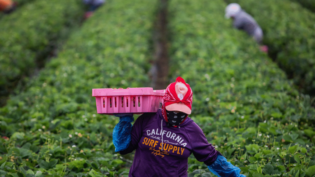 Trump working on immigration solution for farmers and hospitality industry