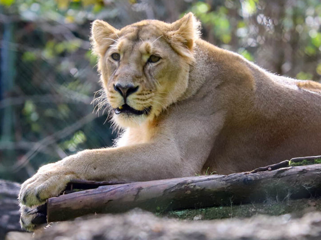 Lion Attack At Australian Zoo Leads To Woman Losing Her Arm After ‘Severe Damage’